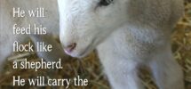 He Will Feed His Flock Like A Shepherd He Will Carry The Lambs In His Arms Holding Them Close To His Heart Isa 40 11