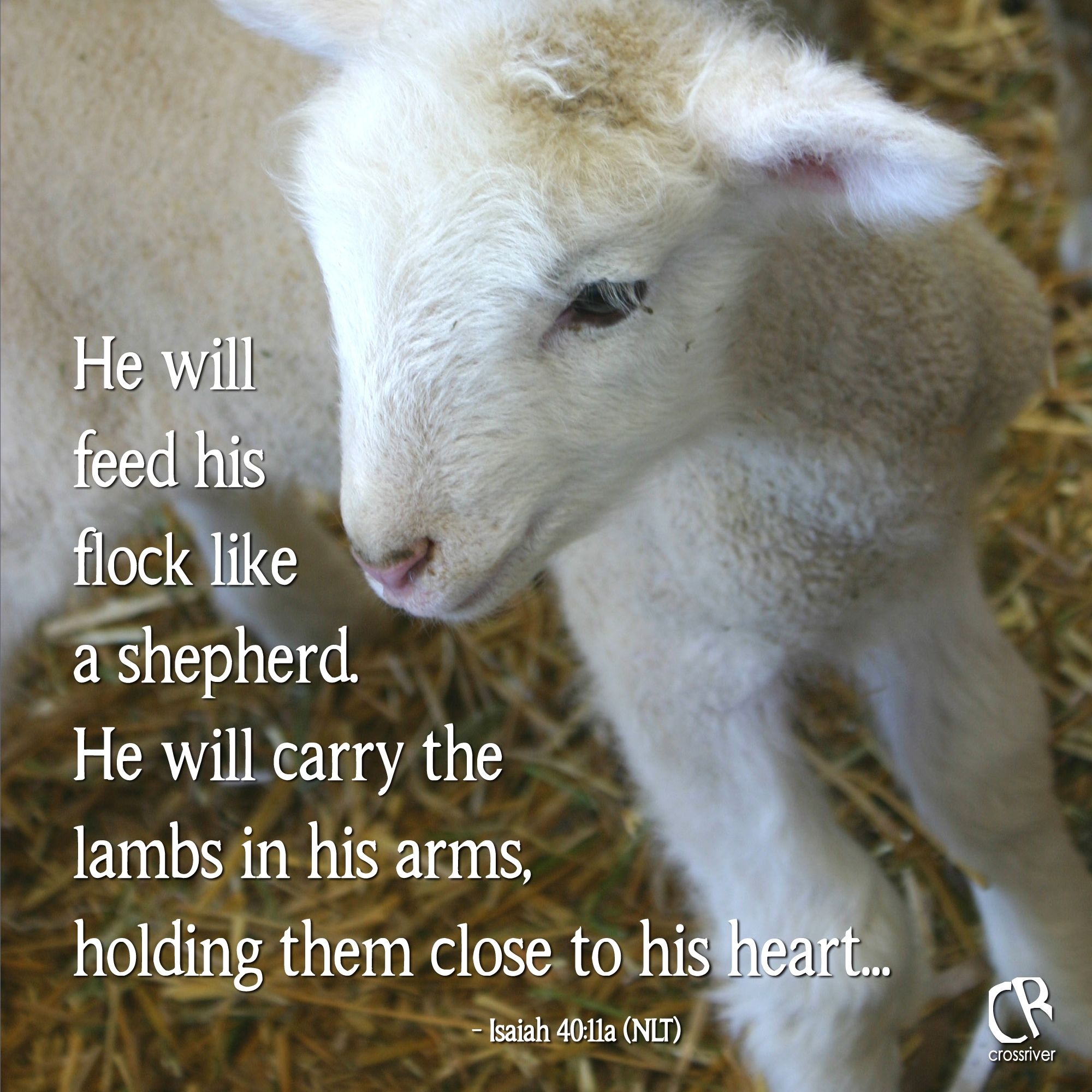 He Will Feed His Flock Like A Shepherd He Will Carry The Lambs In His Arms Holding Them Close To His Heart Isa 40 11