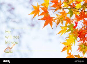 He Will Not Let You Fall Bible Verse Quote Colourful Japanese Maple Leaves Stock Photo Alamy