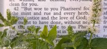 Herbs Of The Bible and Spices Garden In Delight