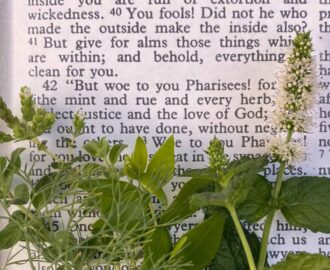 Herbs Of The Bible and Spices Garden In Delight