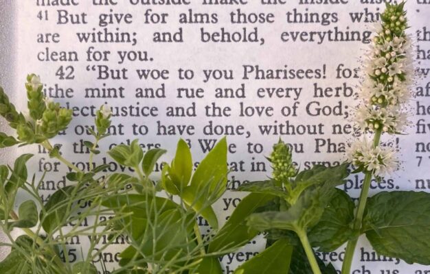 Herbs Of The Bible and Spices Garden In Delight