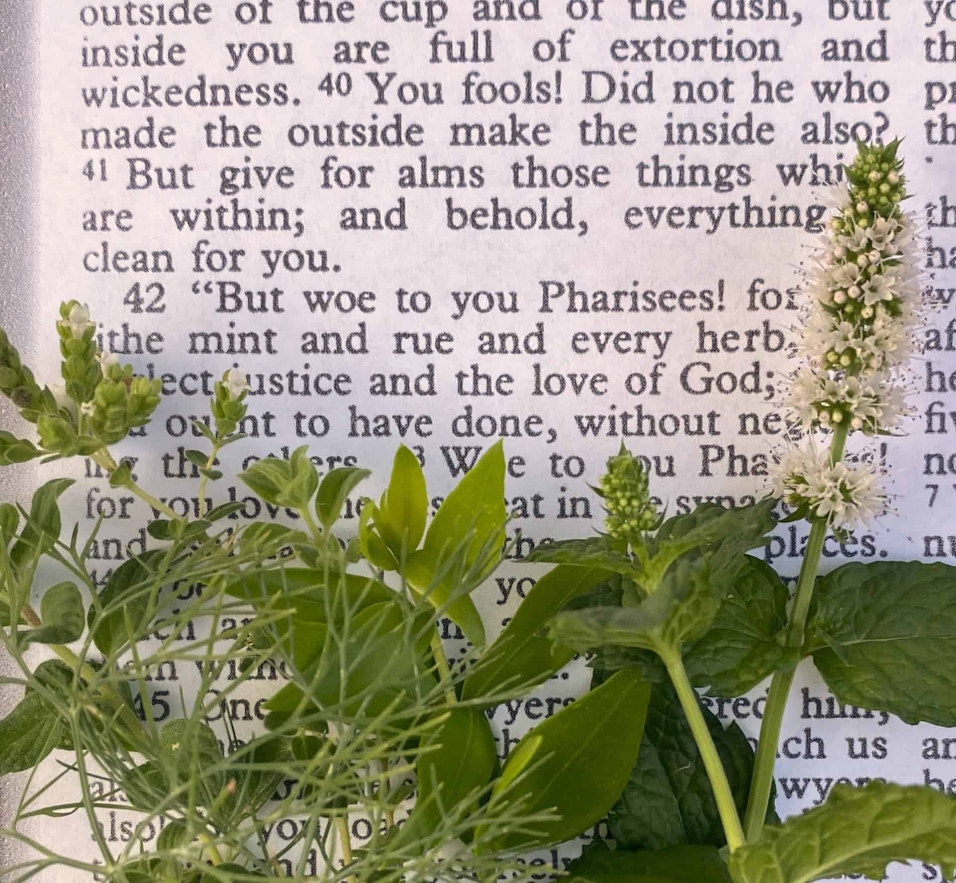 Herbs Of The Bible and Spices Garden In Delight