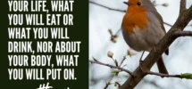 His Eye Is On The Sparrow Matthew 6 25 27 My Favorite Verses