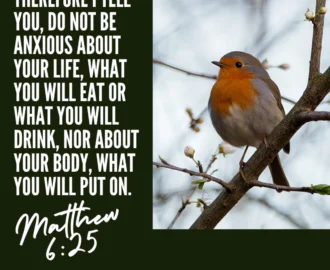 His Eye Is On The Sparrow Matthew 6 25 27 My Favorite Verses