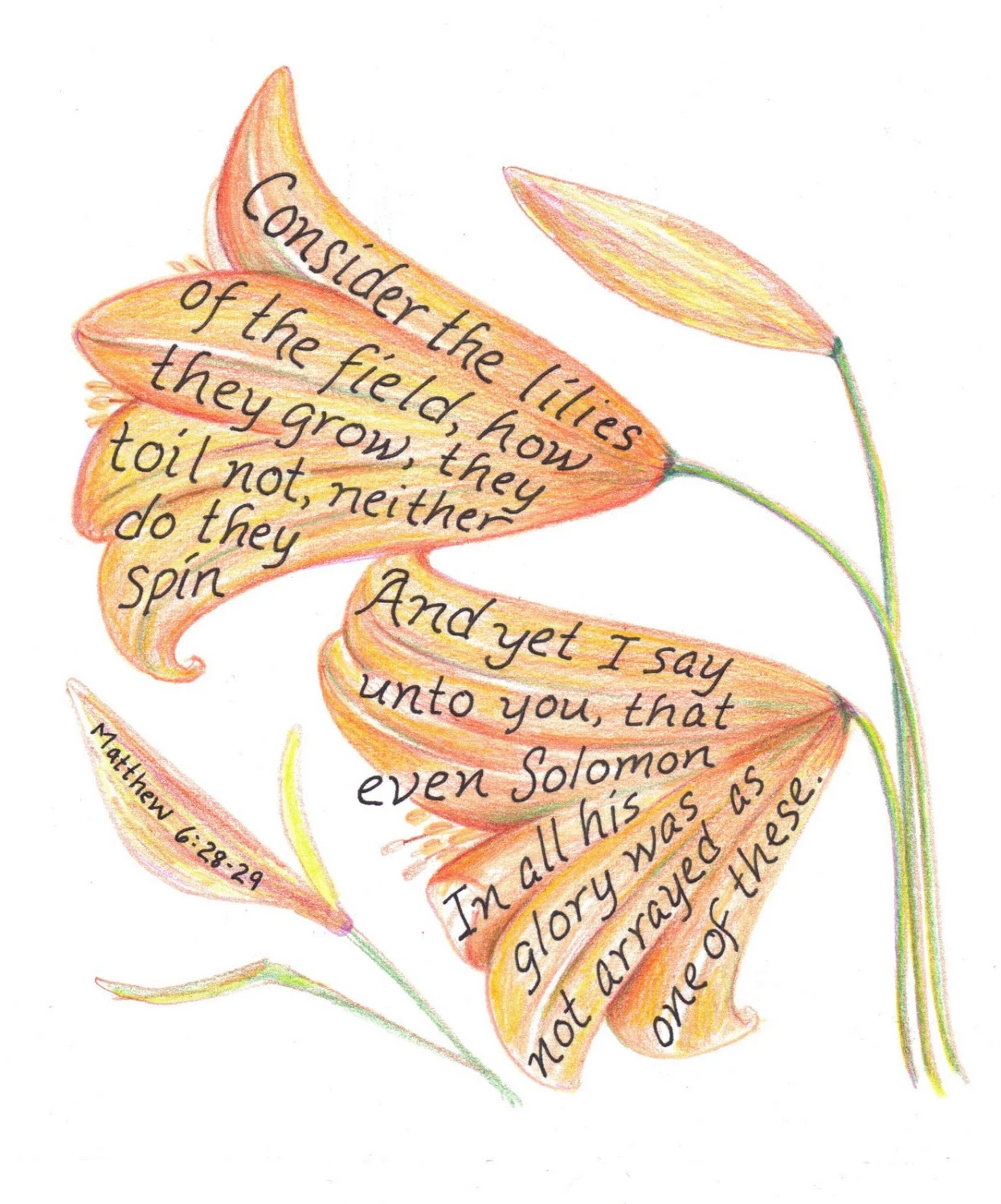 Lily Of The Valley Bible Quote