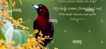 Inspirational Encouraging And Uplifting Bible Verses Printed On Beautiful Bird Photography Stock Photo Alamy
