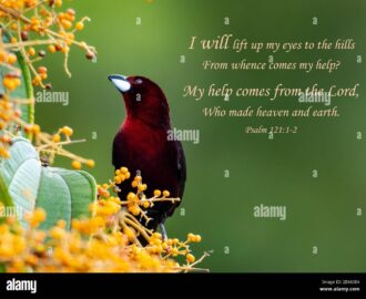 Inspirational Encouraging And Uplifting Bible Verses Printed On Beautiful Bird Photography Stock Photo Alamy