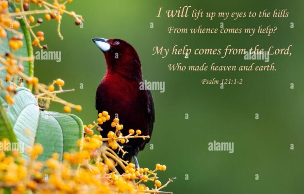 Inspirational Encouraging And Uplifting Bible Verses Printed On Beautiful Bird Photography Stock Photo Alamy