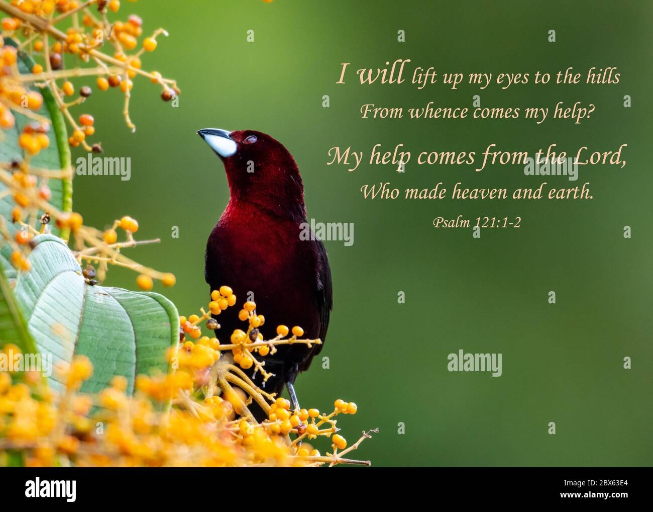 Inspirational Encouraging And Uplifting Bible Verses Printed On Beautiful Bird Photography Stock Photo Alamy