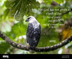 Inspirational Encouraging And Uplifting Bible Verses Printed On Beautiful Bird Photography Stock Photo Alamy