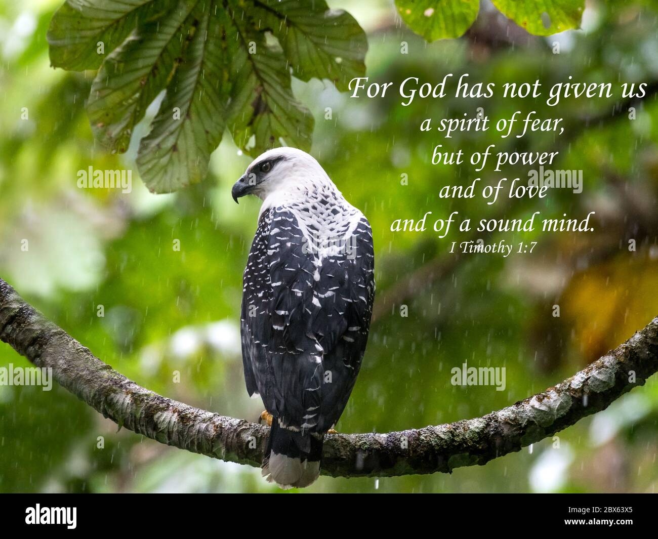 Inspirational Encouraging And Uplifting Bible Verses Printed On Beautiful Bird Photography Stock Photo Alamy