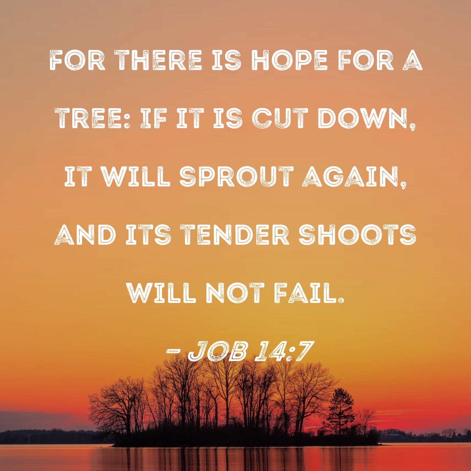 Job 14 7 For There Is Hope For A Tree If It Is Cut Down It Will Sprout Again And Its Tender Shoots Will Not Fail 