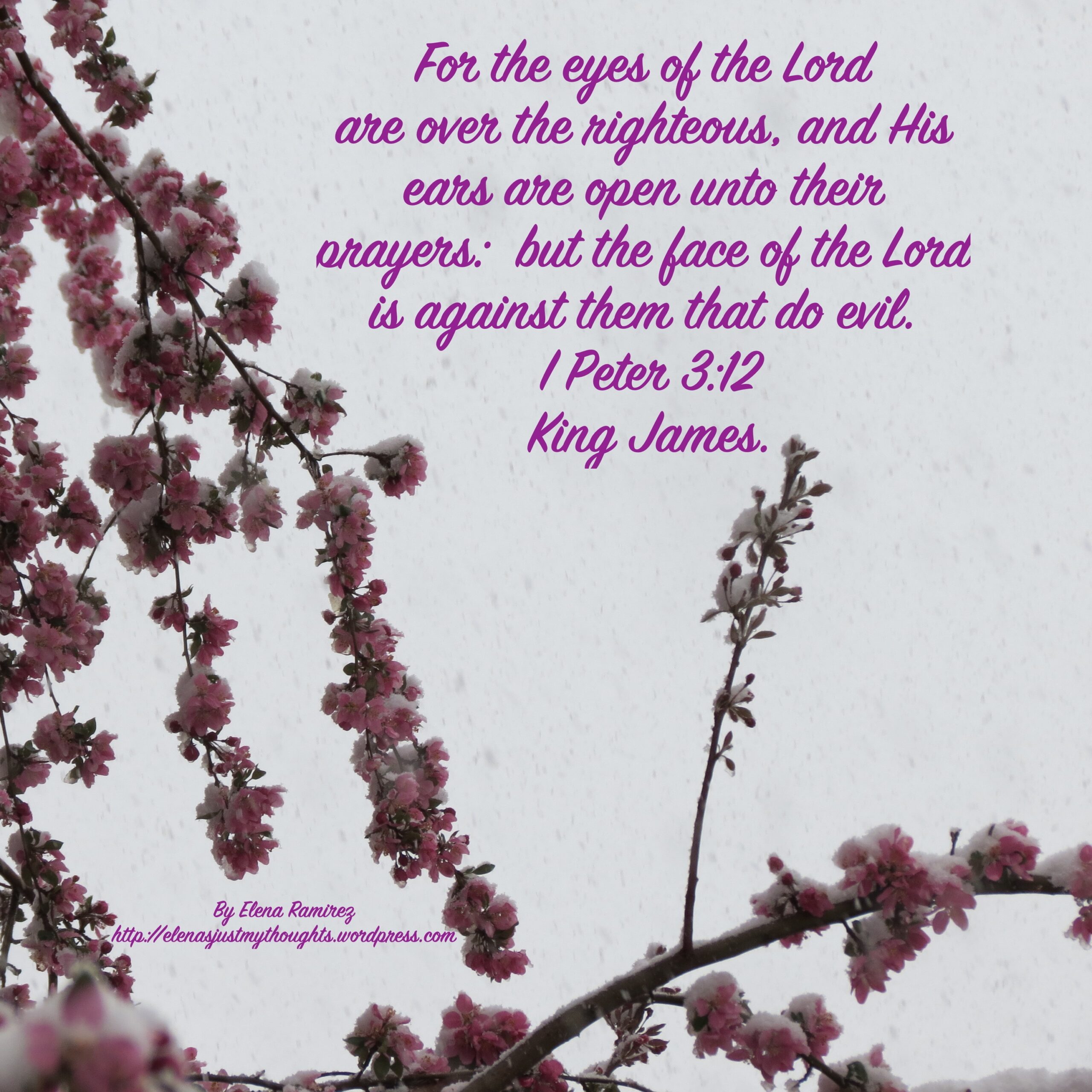 KING JAMES BIBLE Elena s Just My Thoughts Christian Inspiration