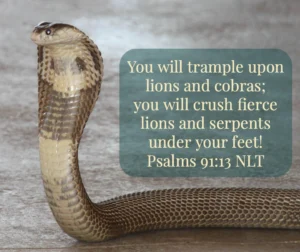 Lions And Cobras And Demons Oh My Lift Up Your Eyes