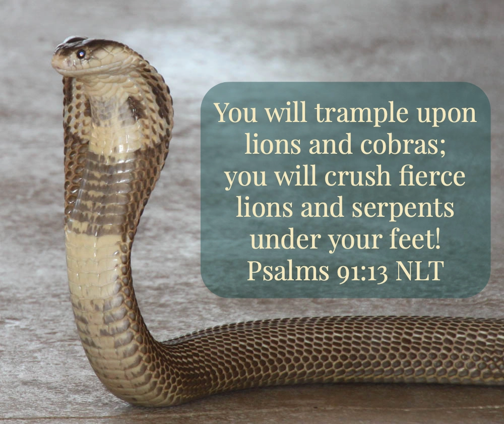 Bible Quotes About Snakes