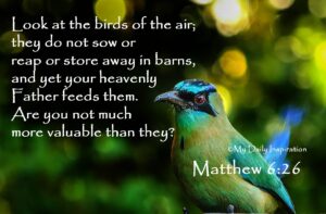 Look At The Birds Of The Air For They Neither Sow Nor Reap Nor Gather Into Barns