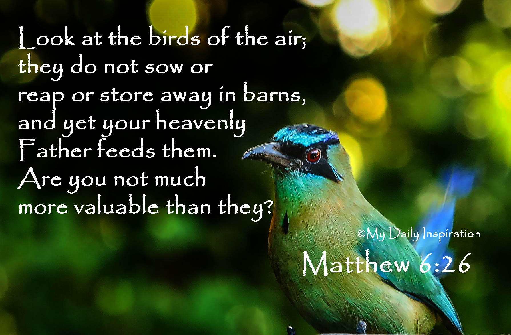 Look At The Birds Of The Air For They Neither Sow Nor Reap Nor Gather Into Barns