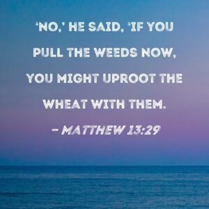 Matthew 13 29 No He Said if You Pull The Weeds Now You Might Uproot The Wheat With Them