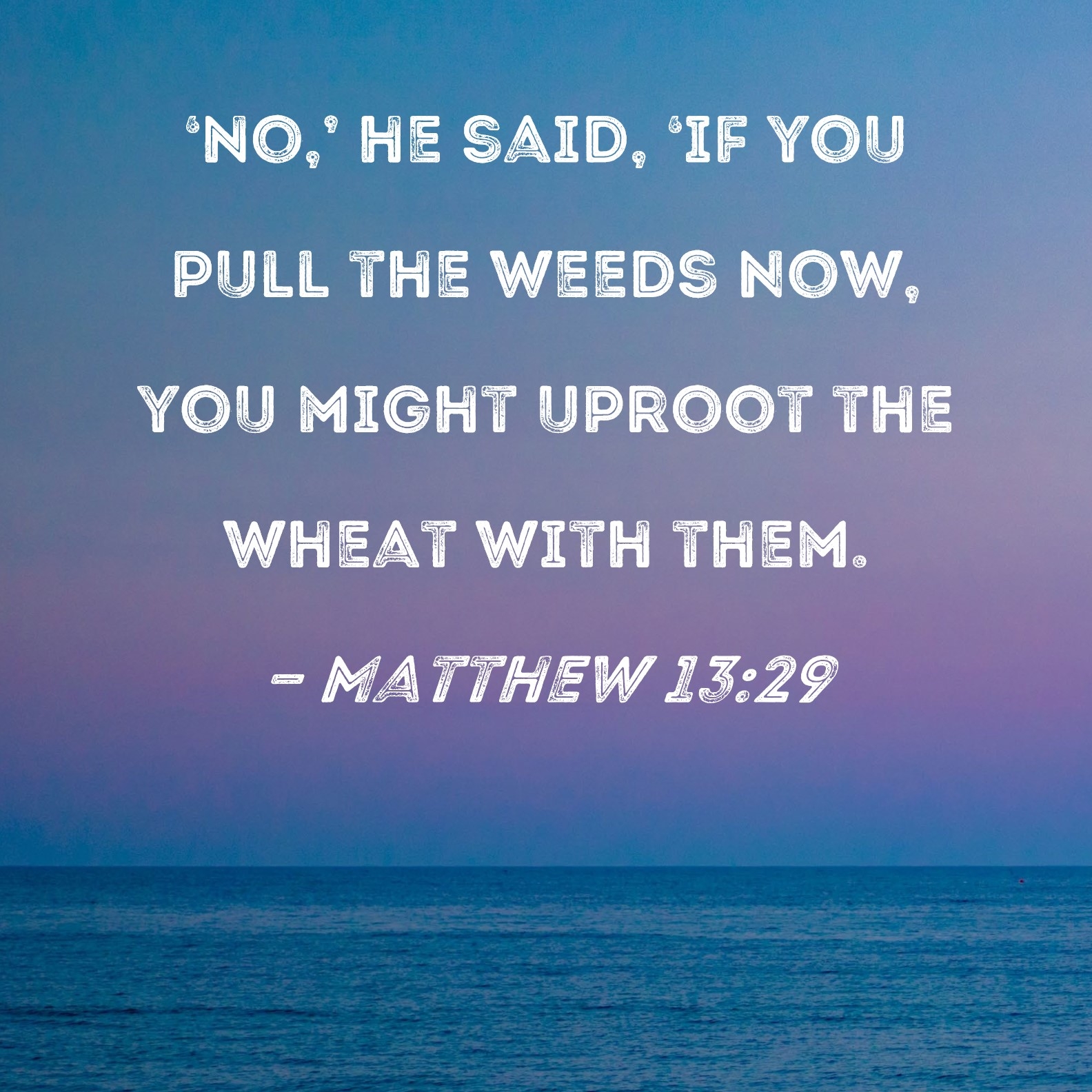 Matthew 13 29 No He Said if You Pull The Weeds Now You Might Uproot The Wheat With Them 