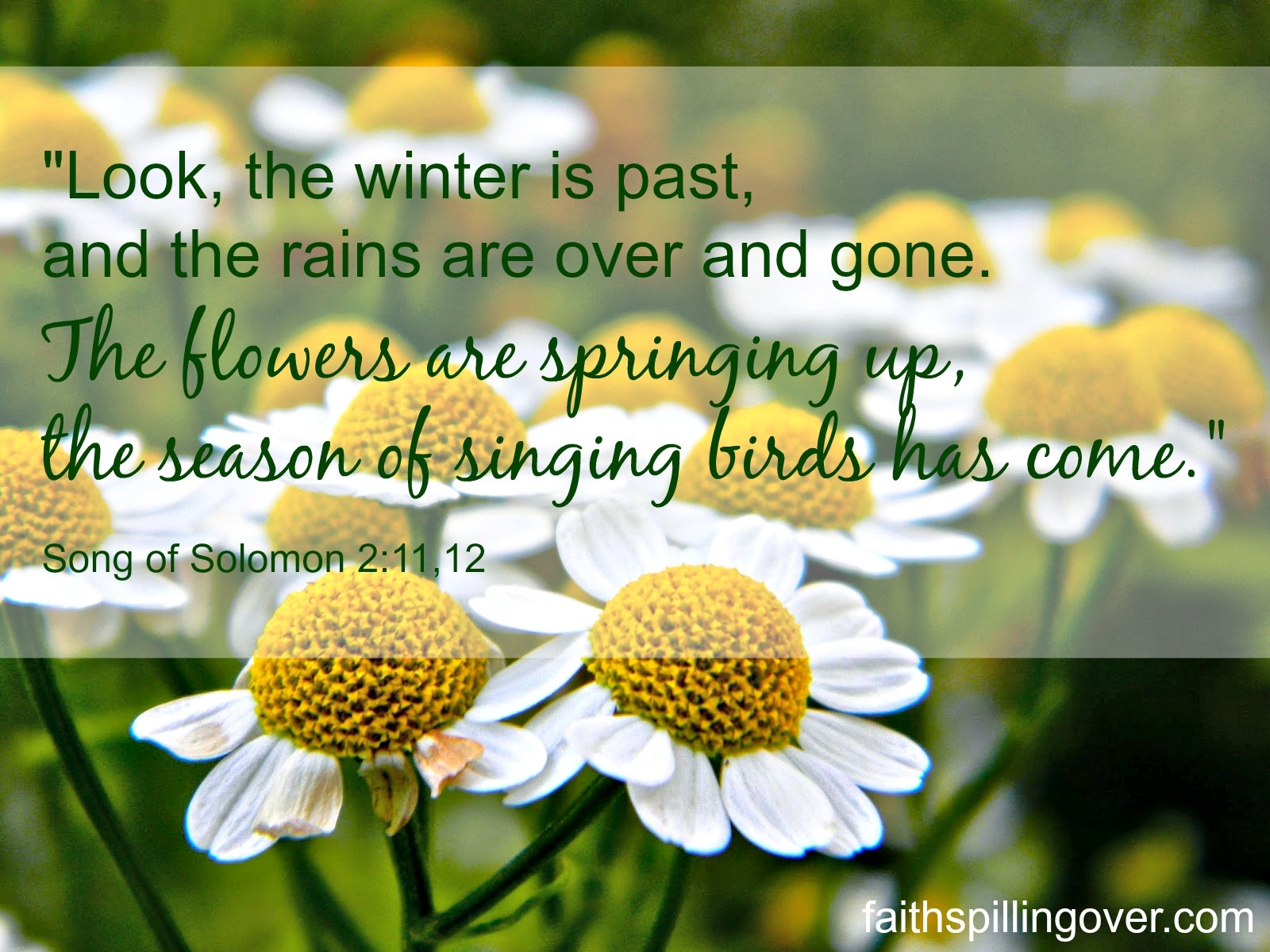 More Spring In Our Step And In Our Hearts Faith Spilling Over