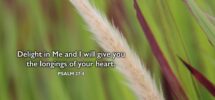 November 16 365 PROMISES