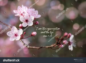 Pink Blossoms Resurrection Bible Quote Resurrection Stock Photo 1511849912 Shutterstock