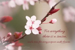 Plum Blossom Photo Christian Wall Art Hope Of Spring Inspirational Bible Verse Religious Home Decor Burgundy Wine Red Flower Photography Etsy