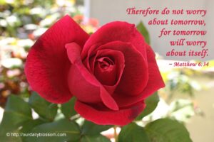 Roses Bible Quotes QuotesGram