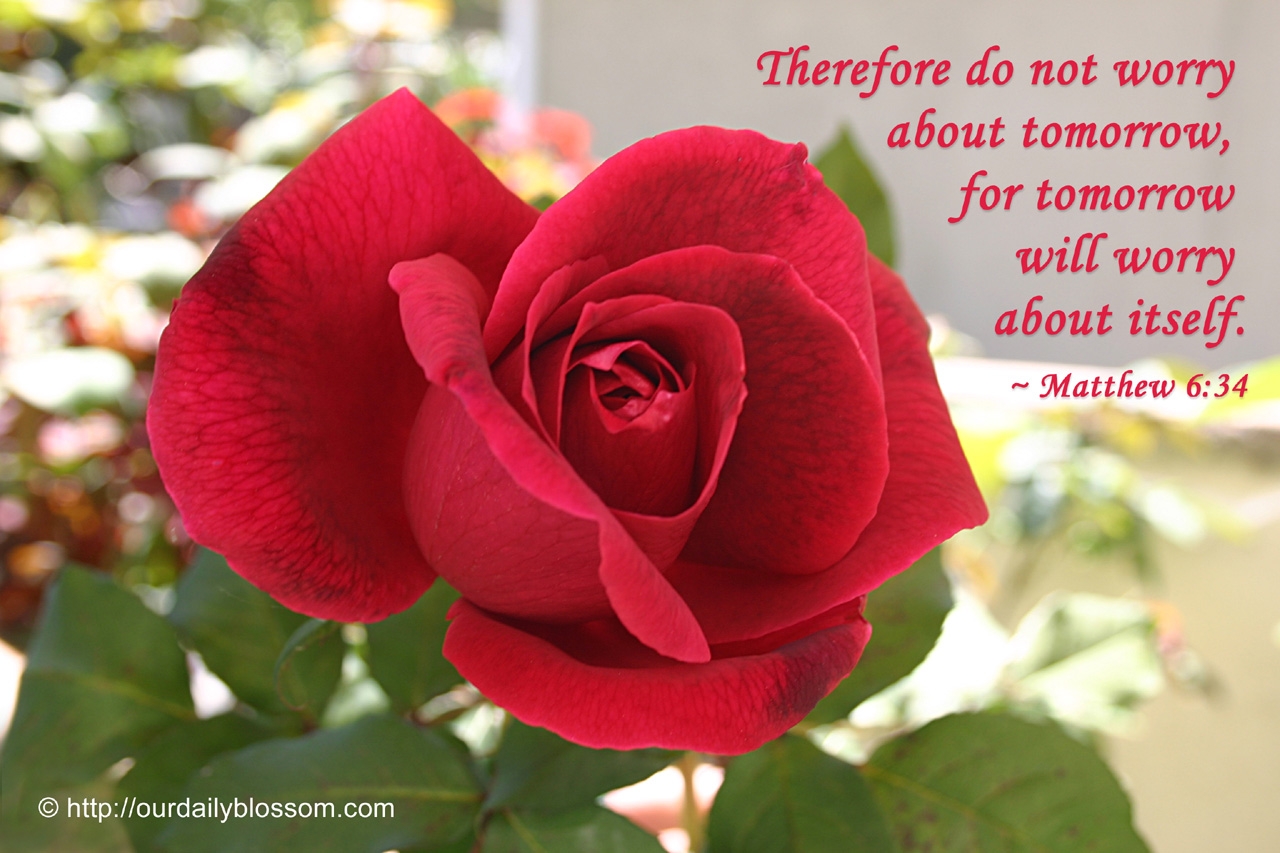 Roses Bible Quotes QuotesGram