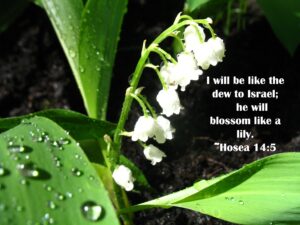 Scripture And A Snapshot 42 Hosea 14 5 NIV Dschondog s Blog