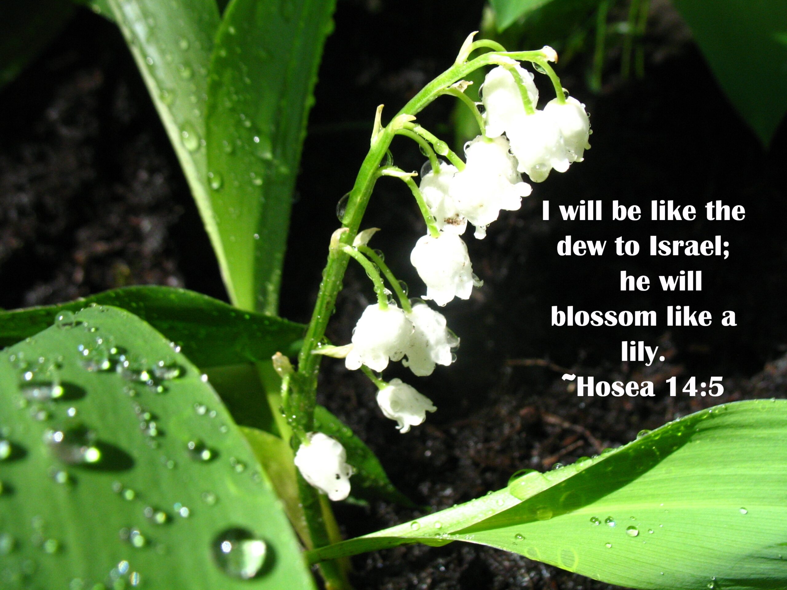 Scripture And A Snapshot 42 Hosea 14 5 NIV Dschondog s Blog