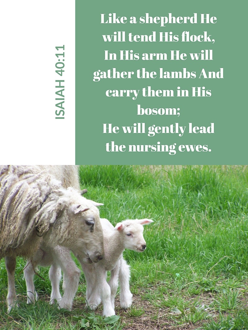Shepherd