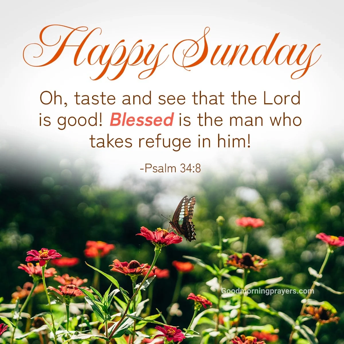 Sunday Prayers And Bible Verses With Good Morning GIFs For A Peaceful Day Good Morning Prayers