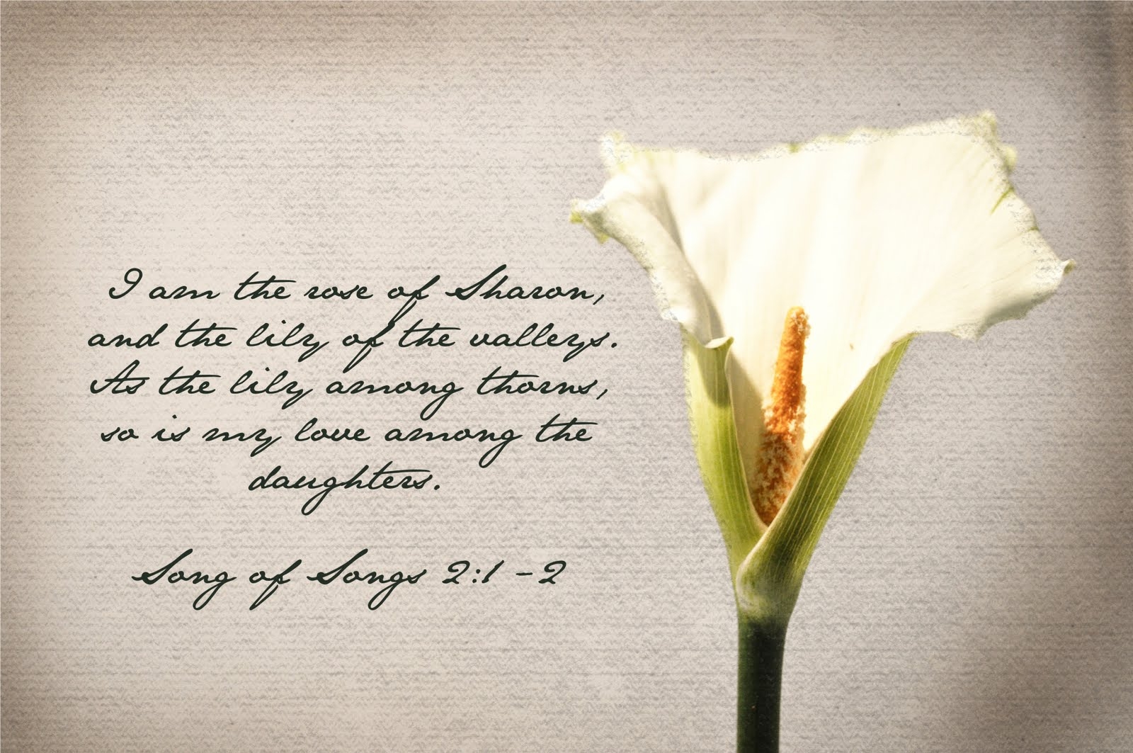 The Beautiful Rose Of Sharon Be Courageous Be Bold Hebrews 4 16