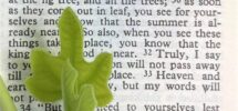 Top 10 Gardening Verses Of The Bible Garden In Delight