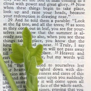 Top 10 Gardening Verses Of The Bible Garden In Delight