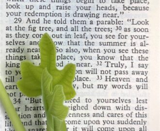 Top 10 Gardening Verses Of The Bible Garden In Delight
