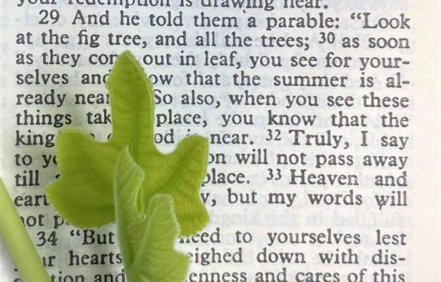 Top 10 Gardening Verses Of The Bible Garden In Delight