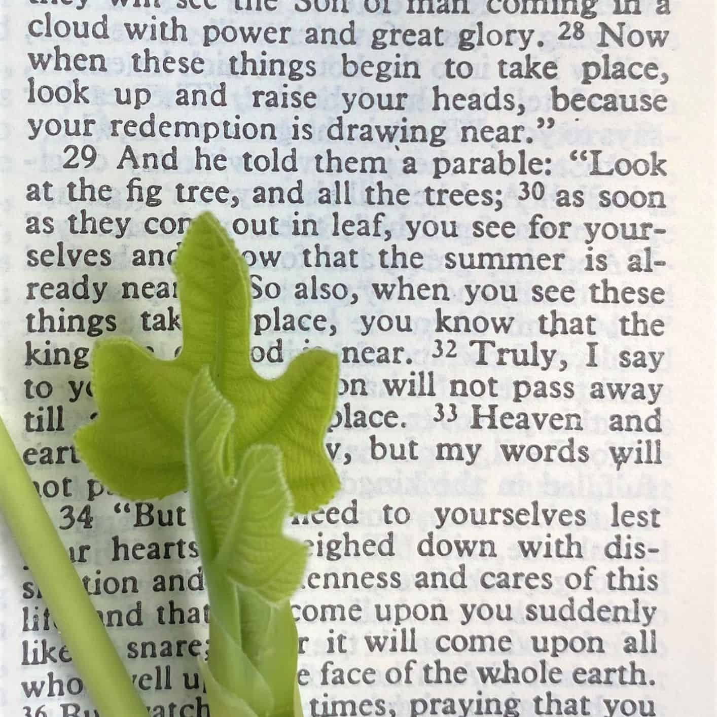 Top 10 Gardening Verses Of The Bible Garden In Delight