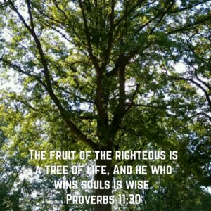 Tree Of Life Unashamed Of Jesus