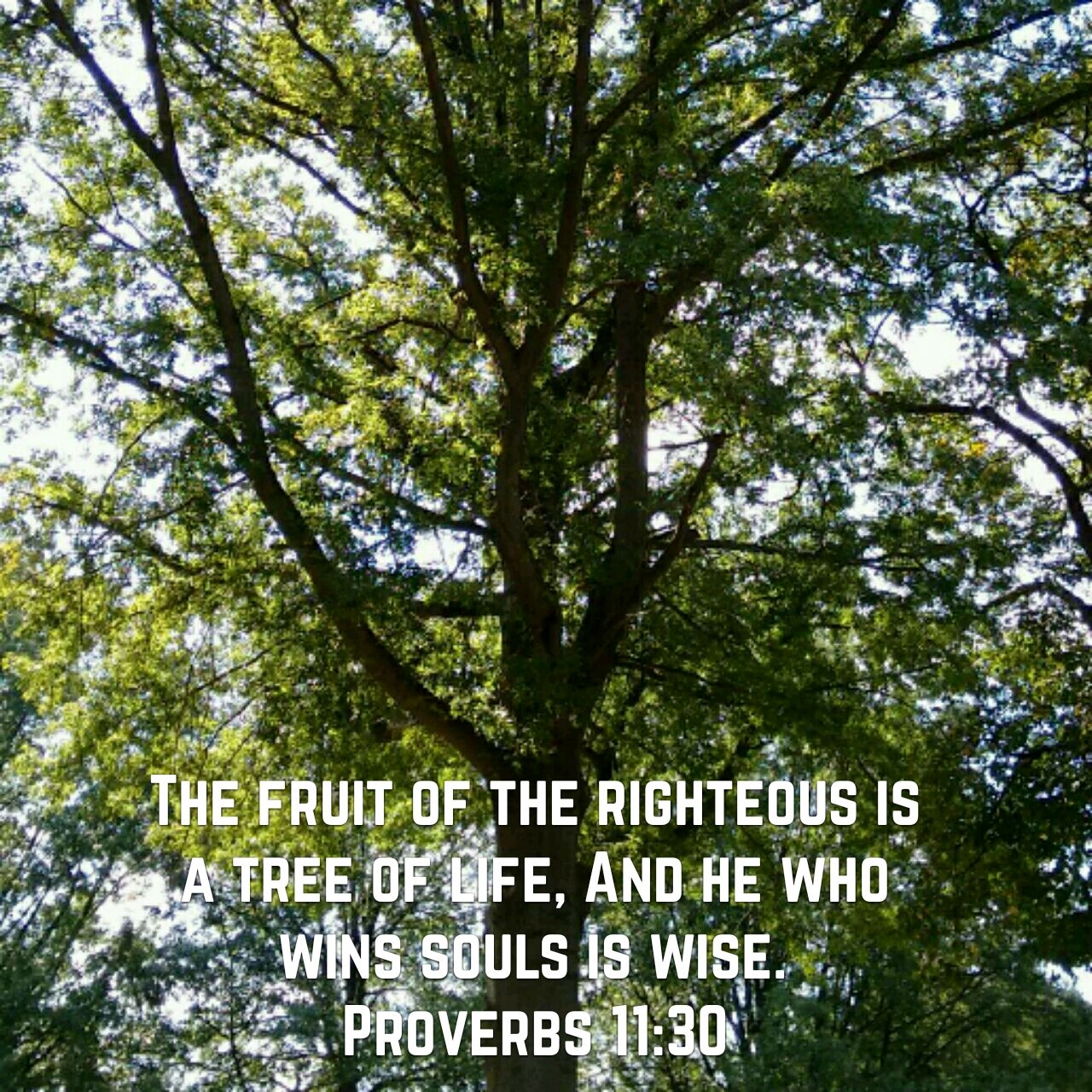 Tree Of Life Unashamed Of Jesus
