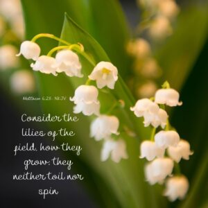 Welcome To Lily Of The Valley Women Where Hearts Bloom Together Crossmap Blogs