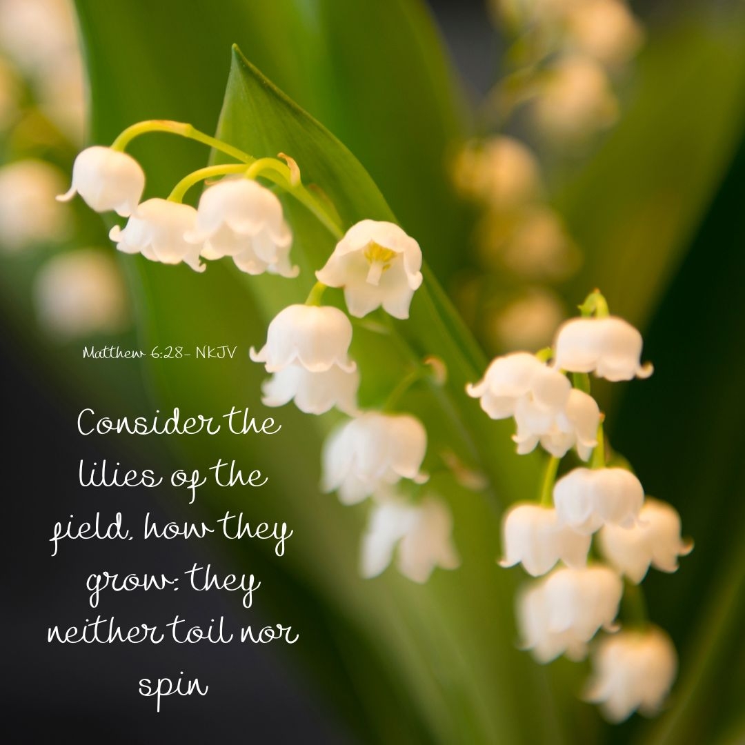 Welcome To Lily Of The Valley Women Where Hearts Bloom Together Crossmap Blogs