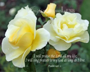 Yellow Roses Photo Rose Photo Psalm 146 2 Bible Verse Flower Photo Inspirations Faith Roses Quote Etsy Israel