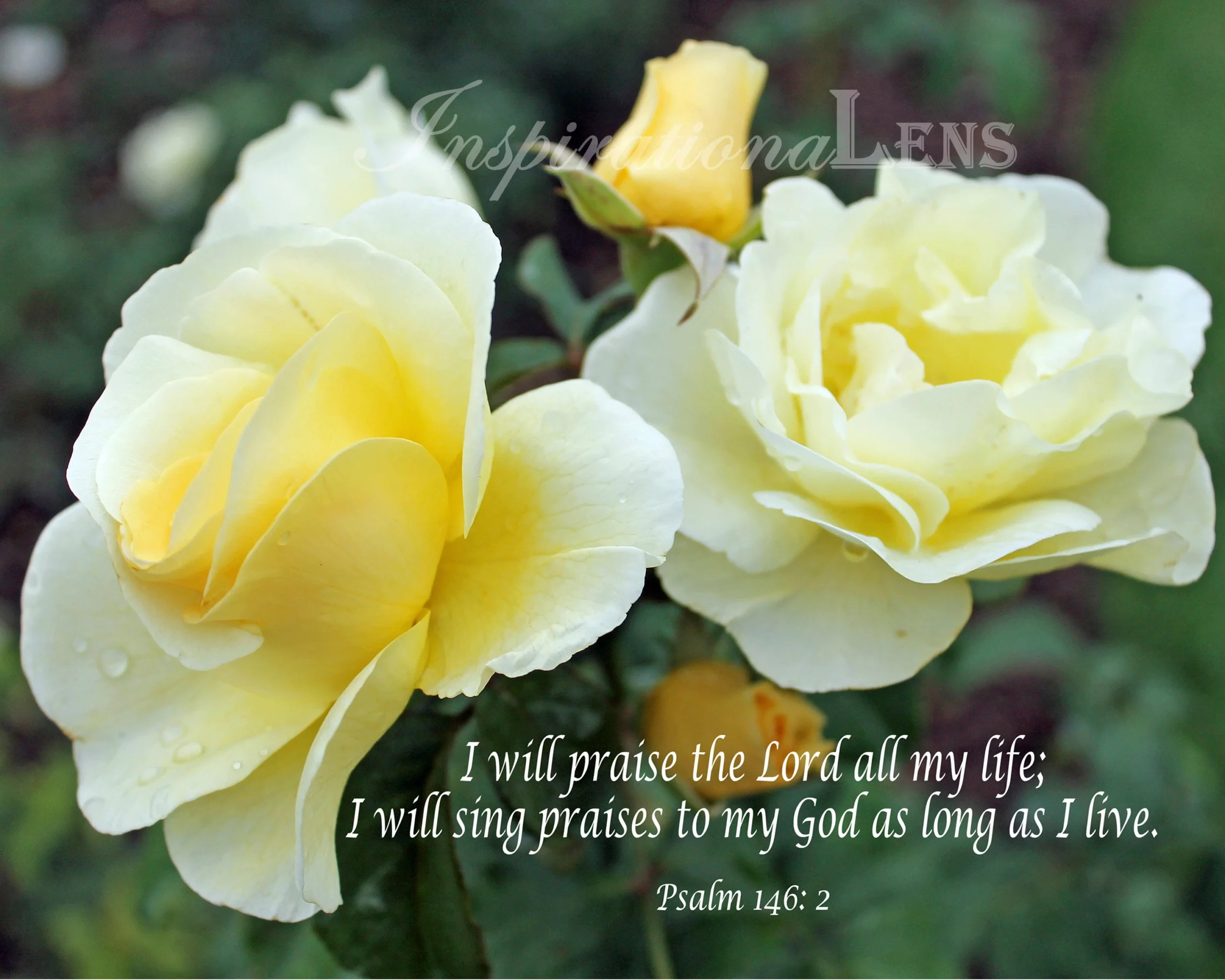 Yellow Roses Photo Rose Photo Psalm 146 2 Bible Verse Flower Photo Inspirations Faith Roses Quote Etsy Israel